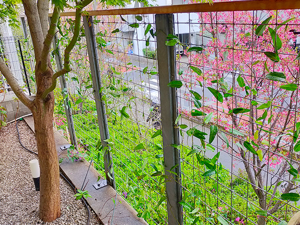 お庭のお手入れ